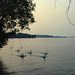 Swans on Lake Charlevoix at Dusk