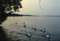 Swans on Lake Charlevoix at Dusk