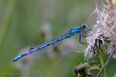 Male Common Blue Damselfly. Enallagma cyathigerum.