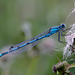 Male Common Blue Damselfly. Enallagma cyathigerum.