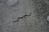 Northern rubber boa