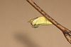 Brimstone (Gonepteryx rhamni) pupa hatching