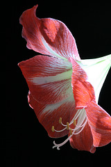 Red and White Amaryllis #4