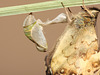 Speckled Wood (Pararge aegeria) butterfly pupal shell