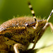 shieldbug