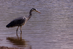 heron_001