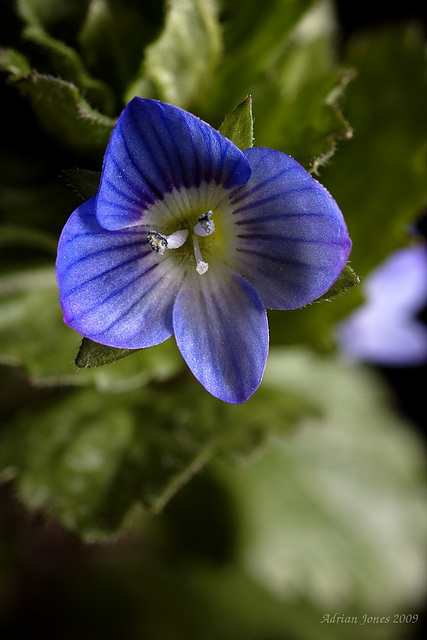 speedwell