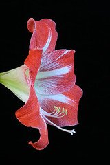 Red and White Amaryllis