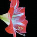 Red and White Amaryllis