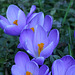 Crocuses