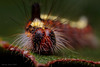 Grey Dagger Moth Larva