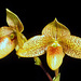 Paphiopedilum Colorkulii