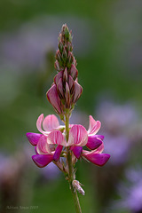 Sainfoin, Onobrychis viciifolia