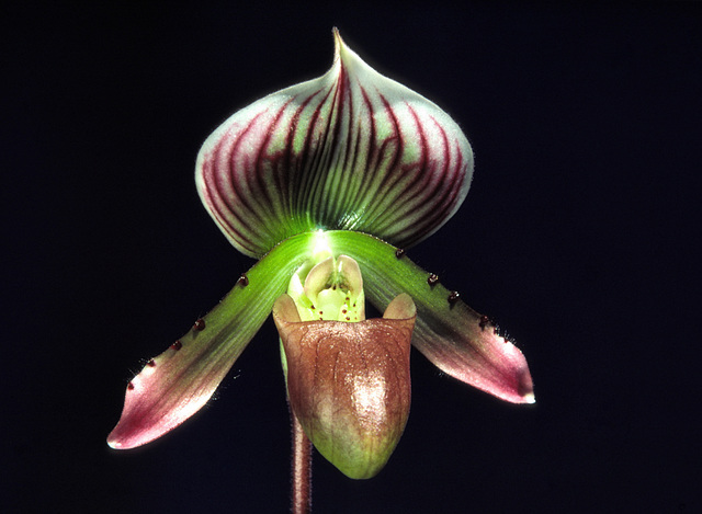 Paphiopedilum Procrustes