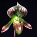 Paphiopedilum Procrustes