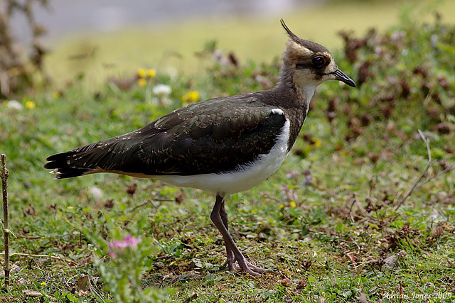 lapwing_002