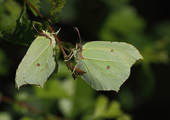 Brimstone (Gonepteryx rhamni) butterflies