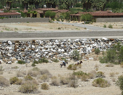 Henderson Trail Palm Springs (2538)