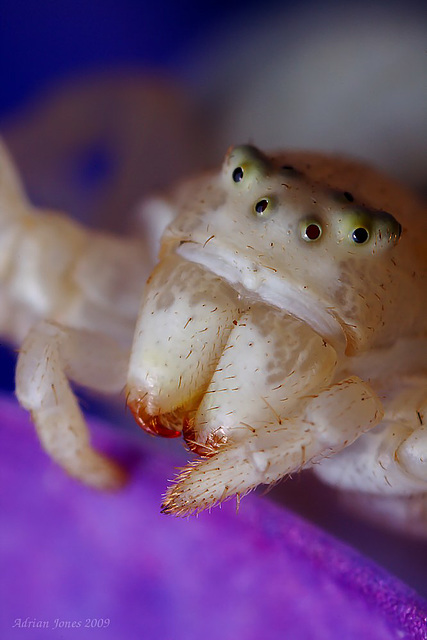 Crab Spider Portrait