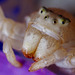 Crab Spider Portrait