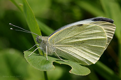 large_white_001