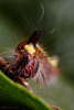 Grey Dagger Moth Larva