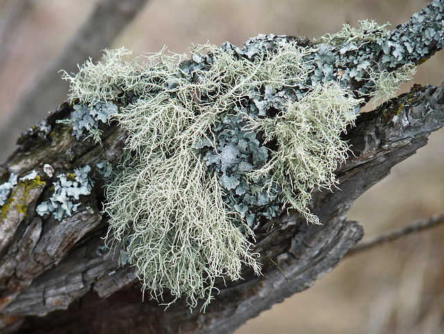 Lichens and more lichens