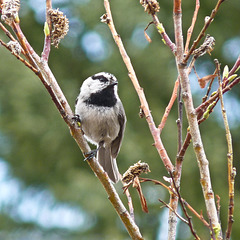 Mountain Chickadee