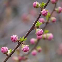 Bokeh of blossom