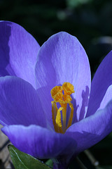 Crocus