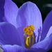 Crocus