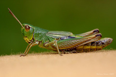 grasshopper_001