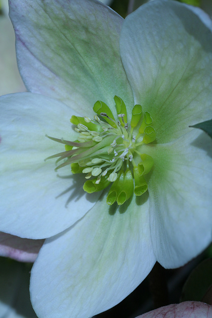 Helleborus Ivory Prince