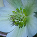 Helleborus Ivory Prince