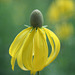 Gray-headed Coneflower (Ratibidia pinnata)