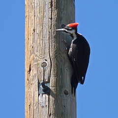 Pileated Woodpecker