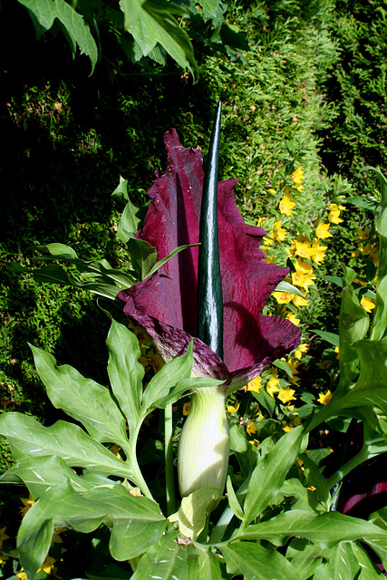 Voodoo Lily