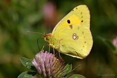 clouded_yellow_001