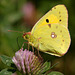 clouded_yellow_001