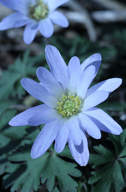 Anemone