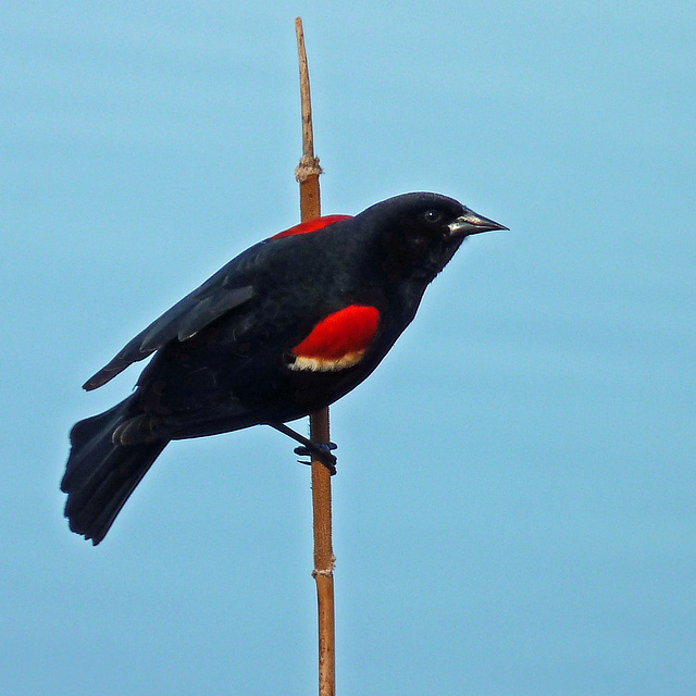 Red-winged Blackbird