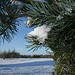 Snowy Pine Tree