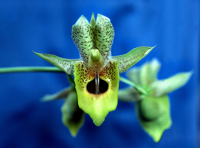 Catasetum Dapper Dots