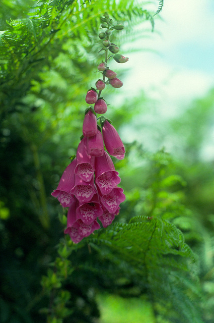 Dartmoor Foxgloves (Digitalis purpurea)