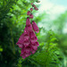 Dartmoor Foxgloves (Digitalis purpurea)