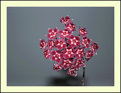 Hoya pubicalyx 'Silver Pink'