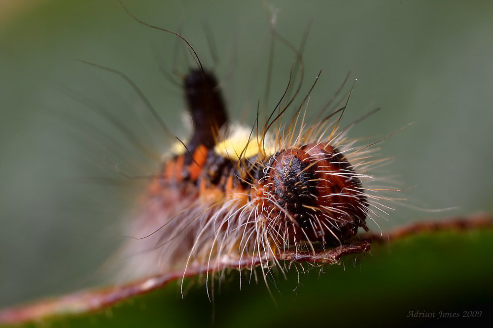 Grey Dagger Moth Larva