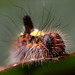 Grey Dagger Moth Larva