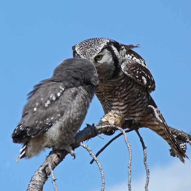 Time to feed a hungry youngster