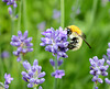 un lavandier bzzzzzzzz